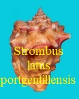 Strombus (Perististrombus) latus portgentillensis, Gmelin 1791